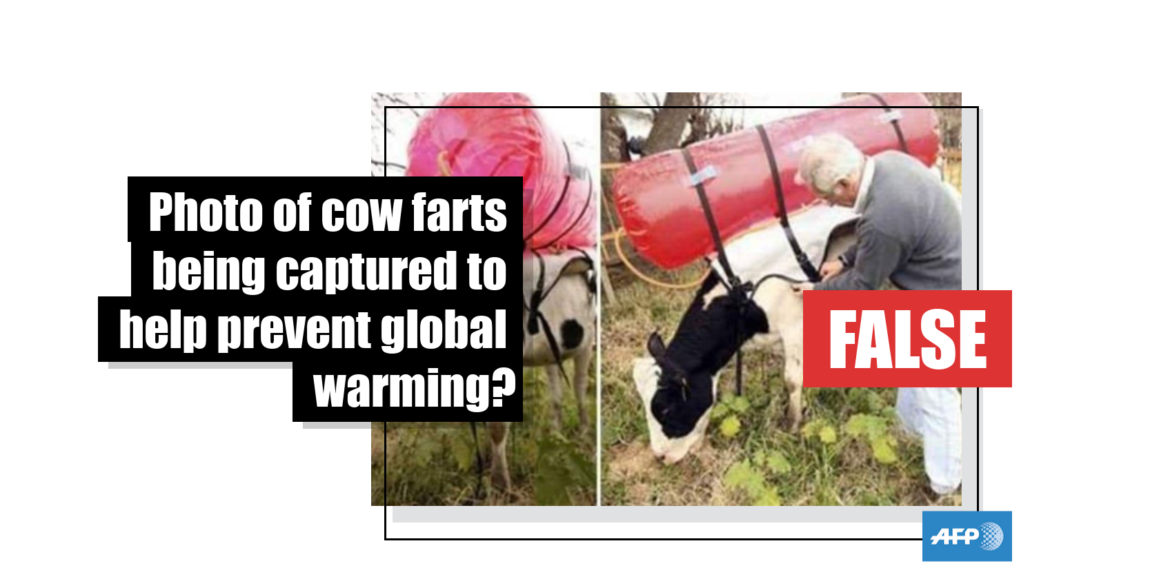 No, this is not a photo of cow farts being captured to help prevent ...