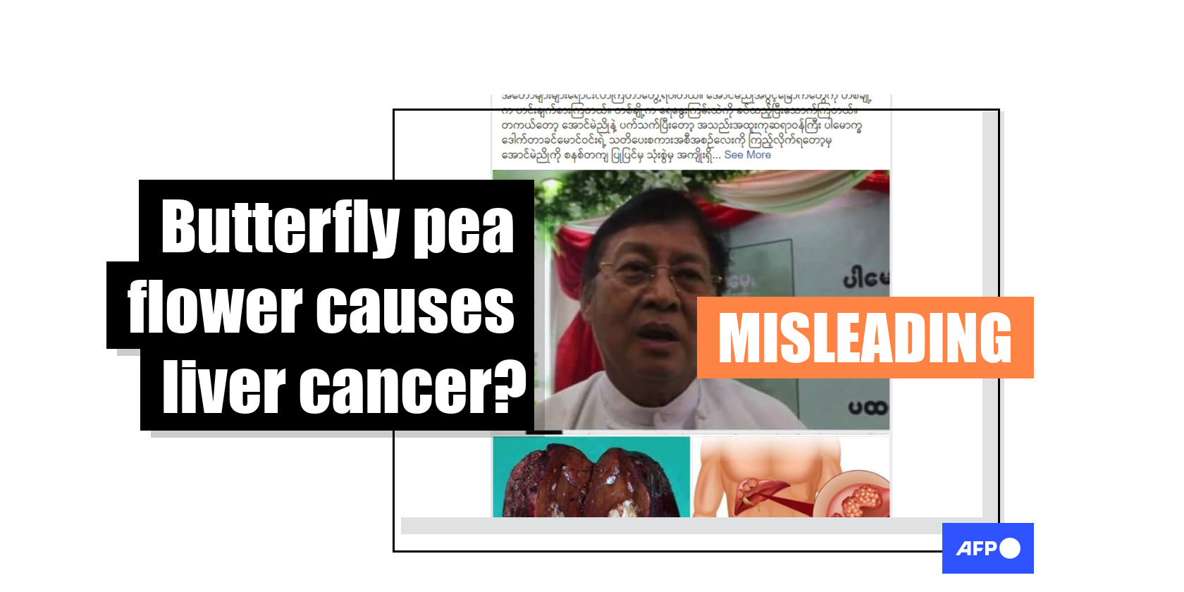 Misinformation circulates in Myanmar that dried butterfly pea flowers