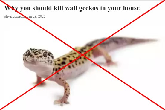 experts-say-that-geckos-pose-no-threat-to-people-fact-check