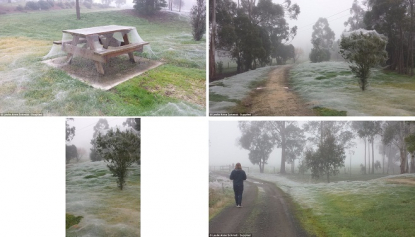 Does This Photograph Show a Park Covered with Spider Webs?