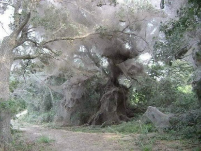 Images show spiderwebs around the world, not all found in