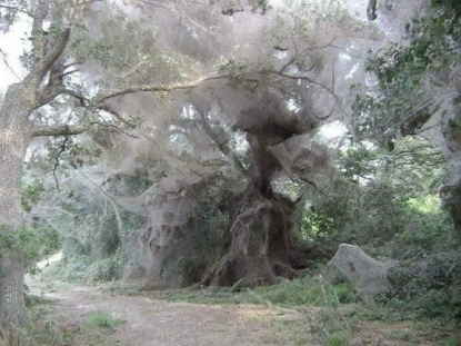 Images show spiderwebs around the world, not all found in Australia