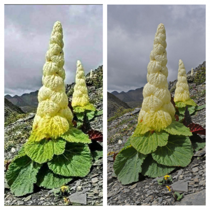 This Flower Is Not Rare And Blooms Every Year Fact Check