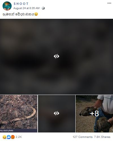 Most of these photos show animals burned by forest fires outside Brazil before the 2019 Amazon wildfires | Fact Check Most of these photos show animals burned by forest fires outside Brazil before the 2019 Amazon wildfires | Fact Check