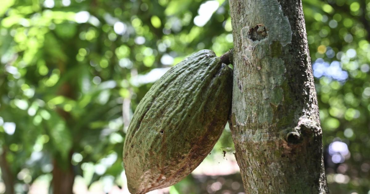 Article misleadingly dismisses climate stressors on African cocoa
