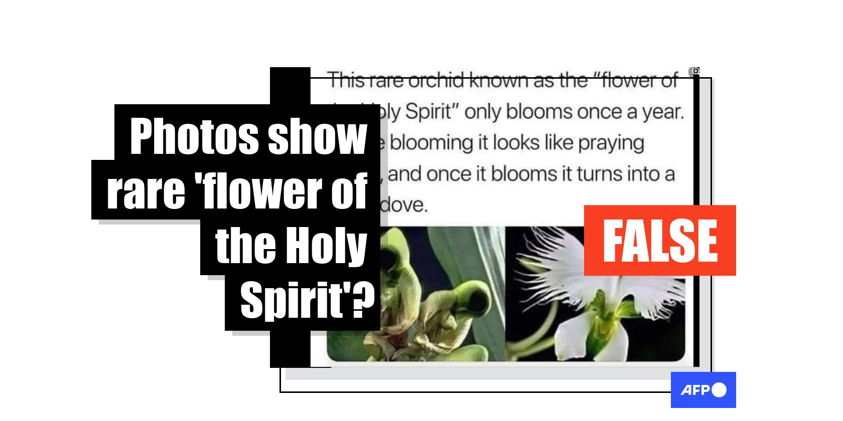Flower of deals the holy spirit