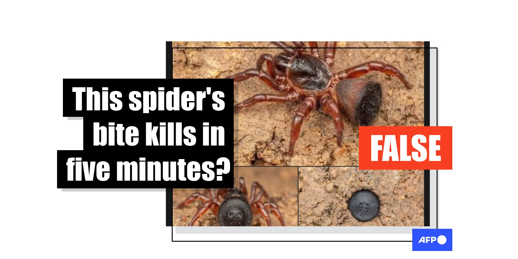 Friend or Foe? An Introduction to US Spiders | Daily Infographic