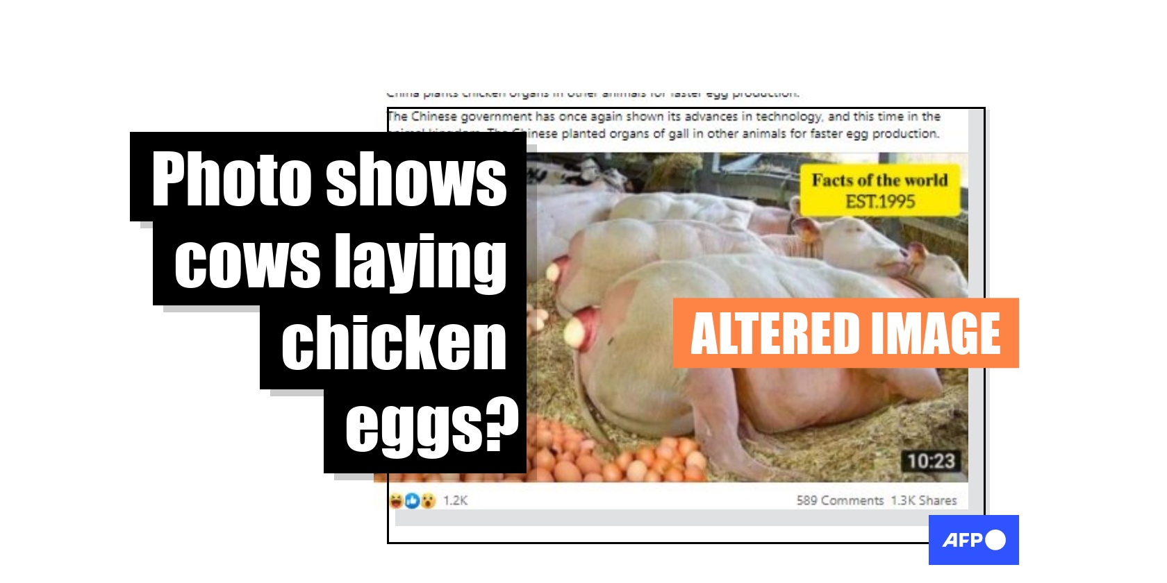 Image of cows laying eggs was digitally altered | Fact Check Image of cows laying eggs was digitally altered | Fact Check