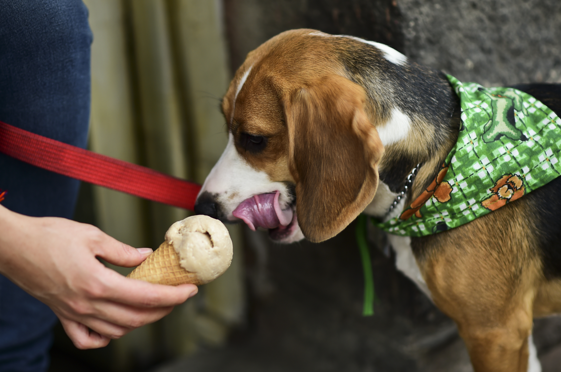McDonald s ice cream does not contain sweetener that harms dogs