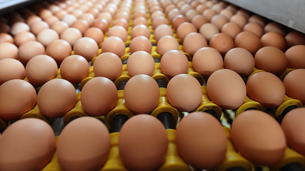 No, 400 million eggs have not been recalled in Canada Fact Check